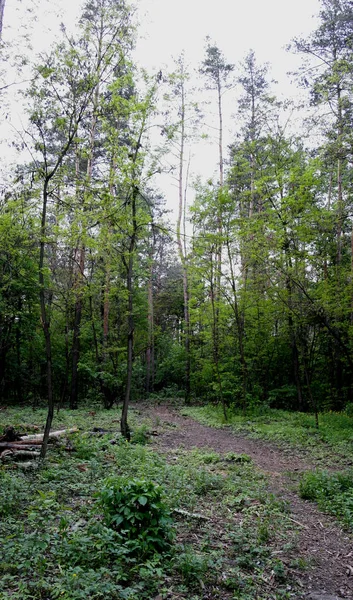 Pemandangan Pagi Pohon Pinus Latar Belakang Langit Biru Musim Panas — Stok Foto