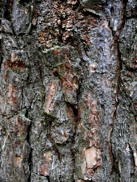 Meşe Ağacı Kabuğu Dokusu Arkaplanı — Stok fotoğraf