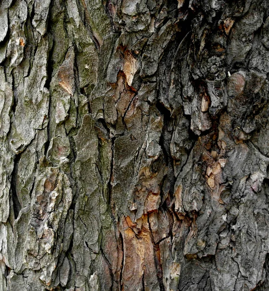 아카시아 나무껍질의 — 스톡 사진