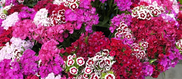 Turkish Carnation Red Pink Burgundy Purple Bouquet Flowers — Stock Photo, Image