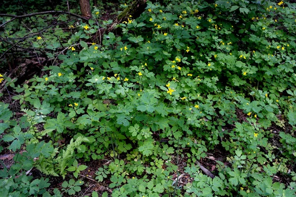 Texture Fond Plante Celandine Fleurs Jaunes — Photo