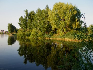   Yazın çam ve yaprak döken ağaçlar. Ormandaki yol..                