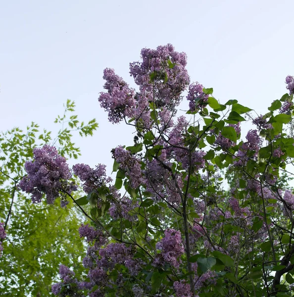 Fleurs Lilas Contre Ciel Bleu Fleurs Seringa — Photo