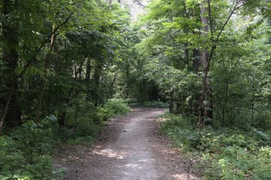 Yaz manzarası, yaprak döken ağaçlar ve çamlar. Gün ışığı yaprakları ile tatili