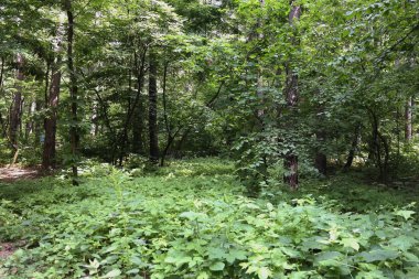 Yaz manzarası, yaprak döken ağaçlar ve çamlar. Gün ışığı yaprakları ile tatili