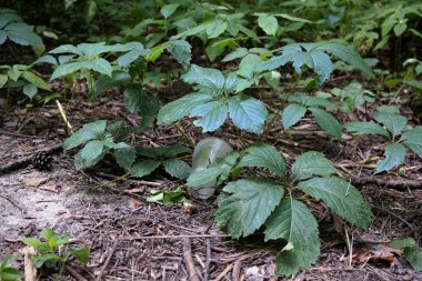 Ormandaki çöpler, ormandaki plastik bardaklar. Doğaya iyi bak. Ormanda yeşillik ve yol yakınlığı.