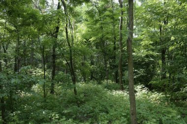 Yaz manzarası, yaprak döken ağaçlar ve çamlar. Gün ışığı yaprakları ile tatili
