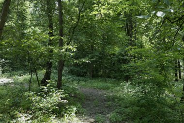 Yaz manzarası, yaprak döken ağaçlar ve çamlar. Gün ışığı yaprakları ile tatili