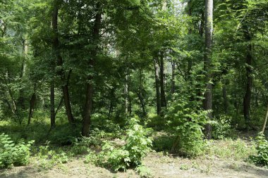 Yaz manzarası, yaprak döken ağaçlar ve çamlar. Gün ışığı yaprakları ile tatili