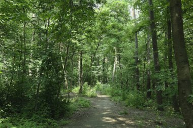 Yaz manzarası, yaprak döken ağaçlar ve çamlar. Gün ışığı yaprakları ile tatili