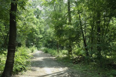 Yaz manzarası, yaprak döken ağaçlar ve çamlar. Gün ışığı yaprakları ile tatili