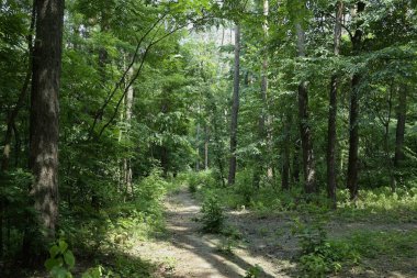 Yaz manzarası, yaprak döken ağaçlar ve çamlar. Gün ışığı yaprakları ile tatili