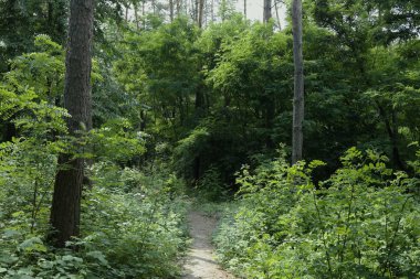 Yaz manzarası, yaprak döken ağaçlar ve çamlar. Gün ışığı yaprakları ile tatili