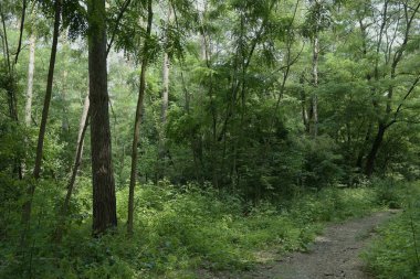 Yaz manzarası, yaprak döken ağaçlar ve çamlar. Gün ışığı yaprakları ile tatili