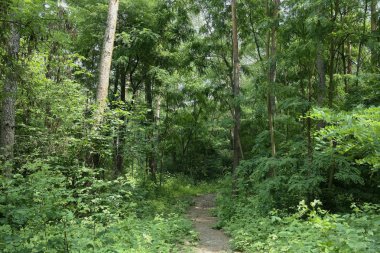 Yaz manzarası, yaprak döken ağaçlar ve çamlar. Gün ışığı yaprakları ile tatili