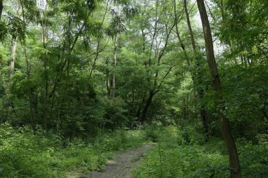 Yaz manzarası, yaprak döken ağaçlar ve çamlar. Gün ışığı yaprakları ile tatili