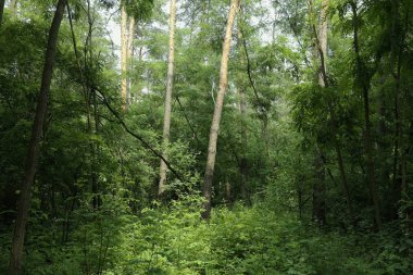Yaz manzarası, yaprak döken ağaçlar ve çamlar. Gün ışığı yaprakları ile tatili