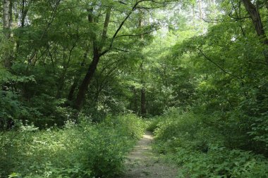 Yaz manzarası, yaprak döken ağaçlar ve çamlar. Gün ışığı yaprakları ile tatili