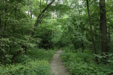 Yaz manzarası, yaprak döken ağaçlar ve çamlar. Gün ışığı yaprakları ile tatili