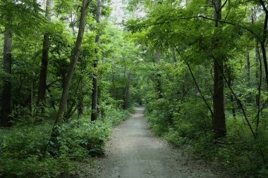 Yaz manzarası, yaprak döken ağaçlar ve çamlar. Gün ışığı yaprakları ile tatili