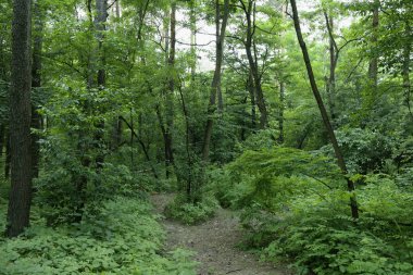 Yaz manzarası, yaprak döken ağaçlar ve çamlar. Gün ışığı yaprakları ile tatili