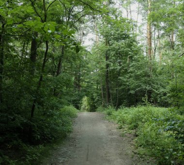 Yaz manzarası, yaprak döken ağaçlar ve çamlar. Gün ışığı yaprakları ile tatili
