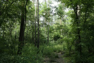 Yaz manzarası, yaprak döken ağaçlar ve çamlar. Gün ışığı yaprakları ile tatili