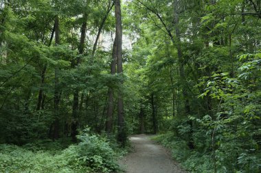 Yaz manzarası, yaprak döken ağaçlar ve çamlar. Gün ışığı yaprakları ile tatili