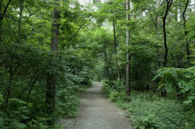 Yaz manzarası, yaprak döken ağaçlar ve çamlar. Gün ışığı yaprakları ile tatili
