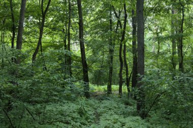 Yaz manzarası, yaprak döken ağaçlar ve çamlar. Gün ışığı yaprakları ile tatili