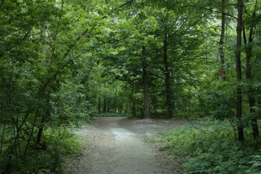 Yaz manzarası, yaprak döken ağaçlar ve çamlar. Gün ışığı yaprakları ile tatili