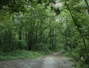 Yaz manzarası, yaprak döken ağaçlar ve çamlar. Gün ışığı yaprakları ile tatili