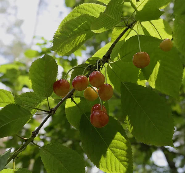 Cseresznye Vöröses Sárga Fán Nap Sugarai Világítja Meg Lombozat Gyümölcs — Stock Fotó