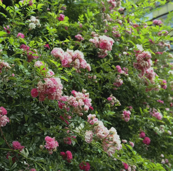 Flores Rosa Roja Creciendo Arbusto Naturaleza Contra Cielo Azul — Foto de Stock