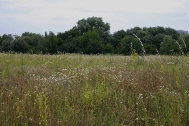 Vahşi çiçekler bir çayır ile yaz manzara