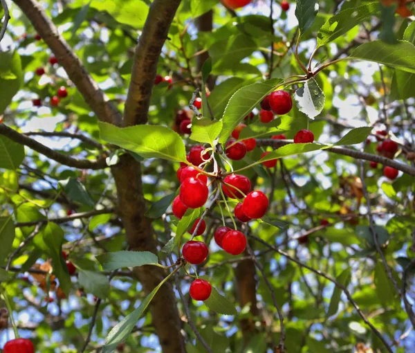 Κόκκινα Κεράσια Στο Δέντρο Καλοκαιρινή Ηλιόλουστη Μέρα Κοντινό Πλάνο — Φωτογραφία Αρχείου