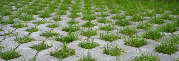 Tekstur Latar Belakang Ubin Jalan Dengan Lubang Untuk Rumput — Stok Foto