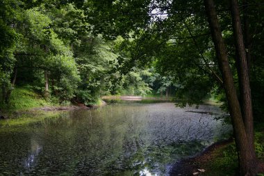 Rezervuarın yanındaki yaprak döken ağaçlar. Yaz günü .