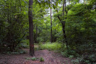 Yaz manzarası, yaprak döken ağaçlar ve çamlar. Gün ışığı yaprakları ile tatili