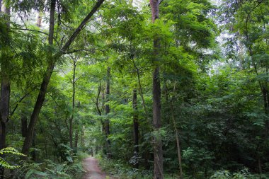 Yaz manzarası, yaprak döken ağaçlar ve çamlar. Gün ışığı yaprakları ile tatili