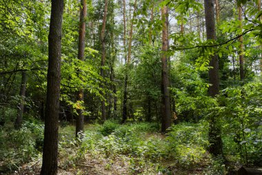 On dokuzuncu yüzyılın eski su değirmeni. Köy Pirogovo.