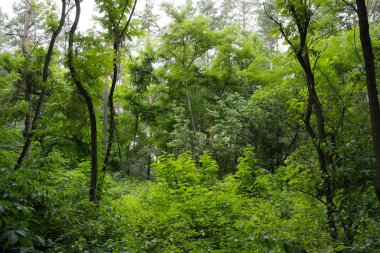 On dokuzuncu yüzyılın eski su değirmeni. Köy Pirogovo.