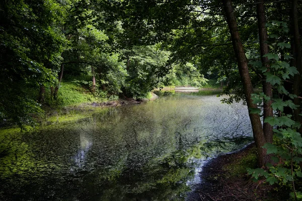 Rezervuarın yanındaki yaprak döken ağaçlar. Yaz günü .