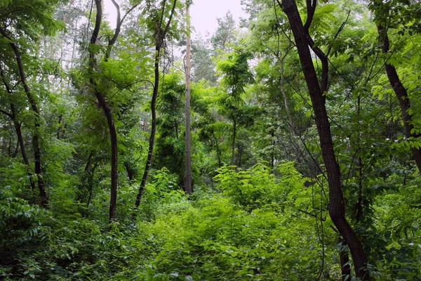 On dokuzuncu yüzyılın eski su değirmeni. Köy Pirogovo.
