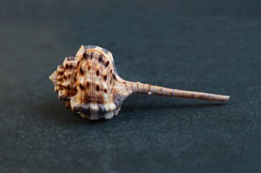  Vokesimurex dentiferinin siyah arka planı üzerinde bir deniz kabuğu.     