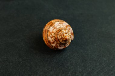 Turbo jourdani siyah bir arka plan üzerinde bir deniz kabuğu.  