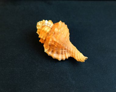 Sarı deniz kabuğu Tutufa bubo karanlık bir arka plan. 