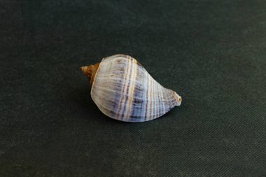  Melongena melongena siyah bir arka plan üzerinde bir deniz kabuğu 