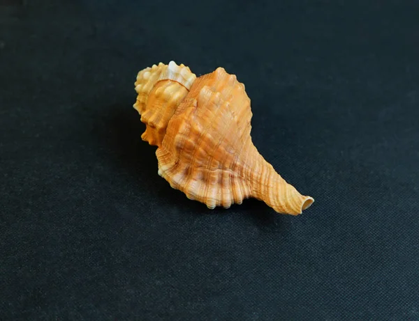 Gele Seashell Tutufa Bubo Een Donkere Achtergrond — Stockfoto