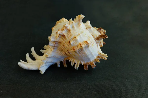Grande Murex Ramosus Shell Seashell — Foto Stock